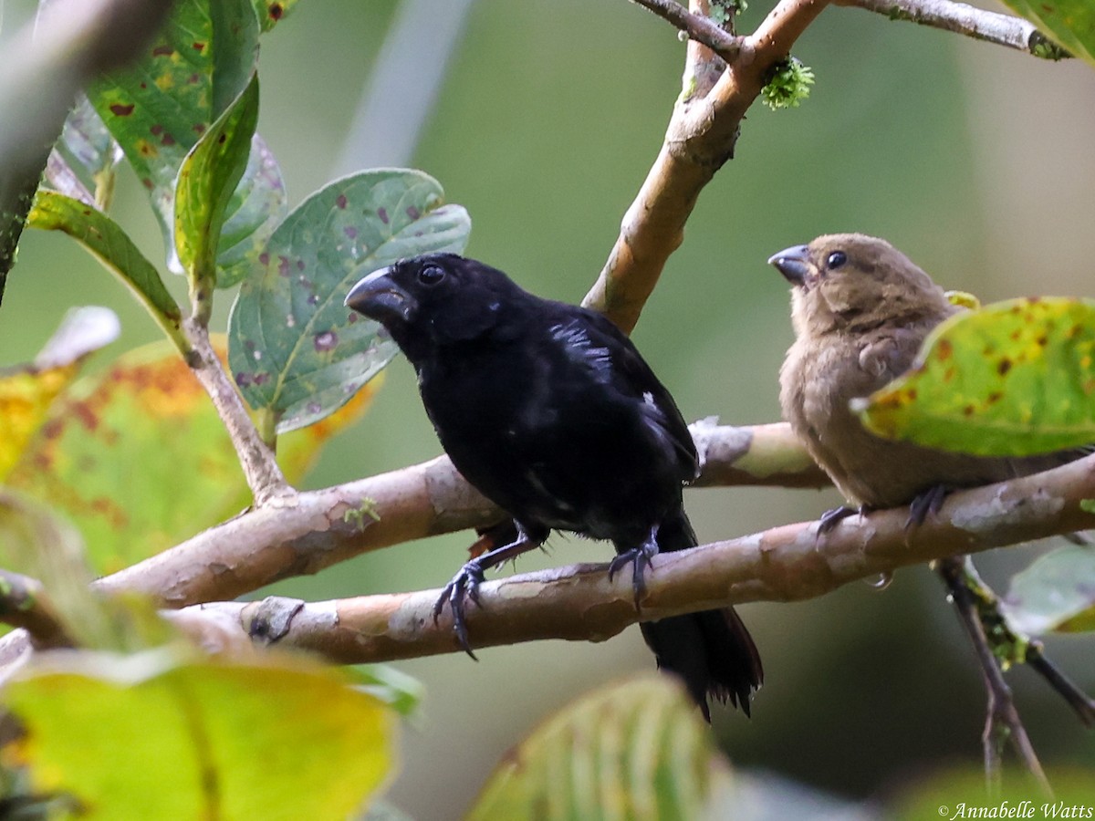 Variable Seedeater - ML638185117