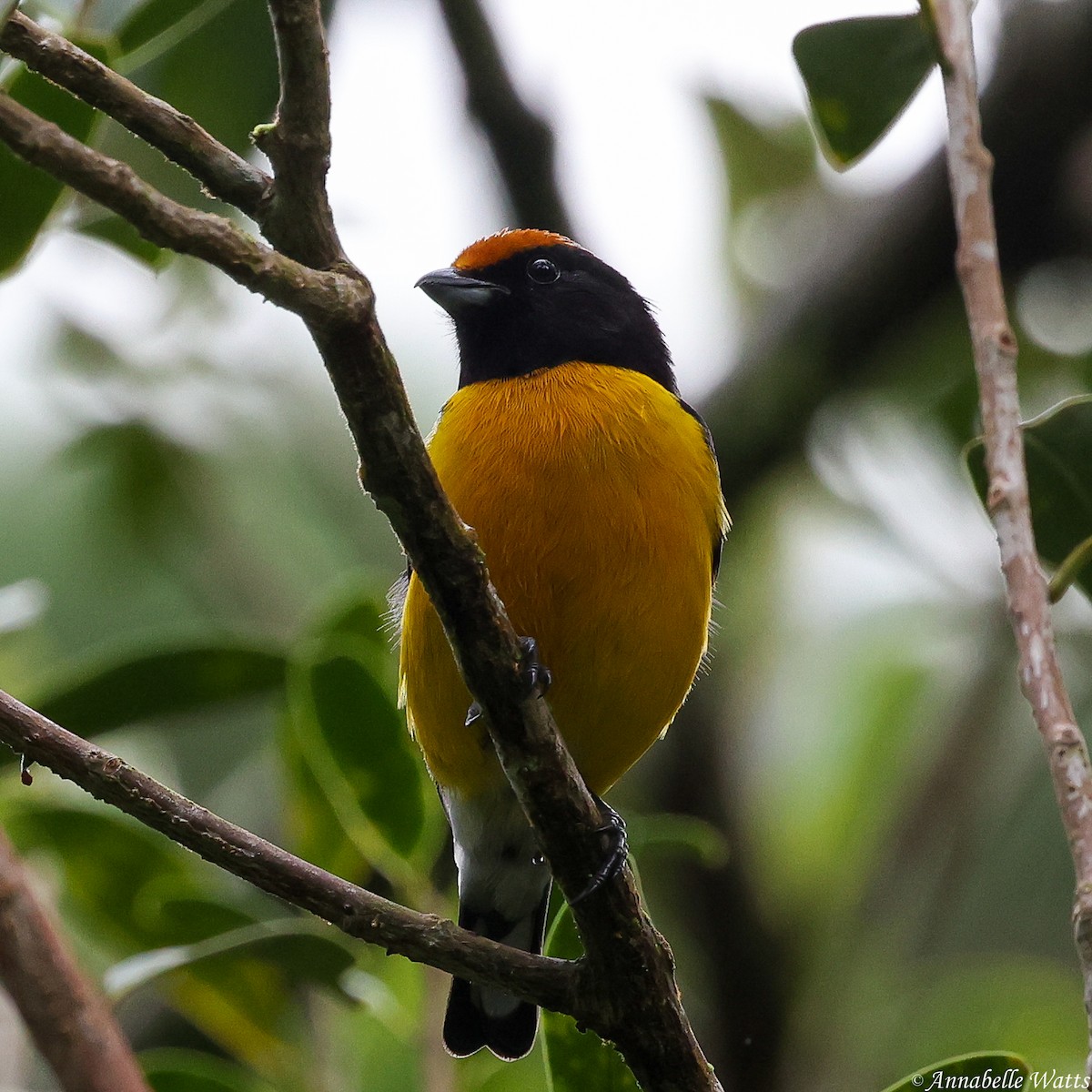 Tawny-capped Euphonia - ML638185131