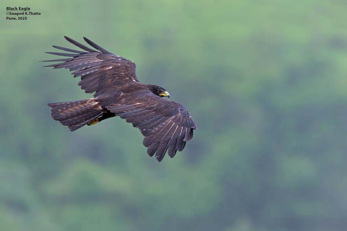 Black Eagle - ML638185146