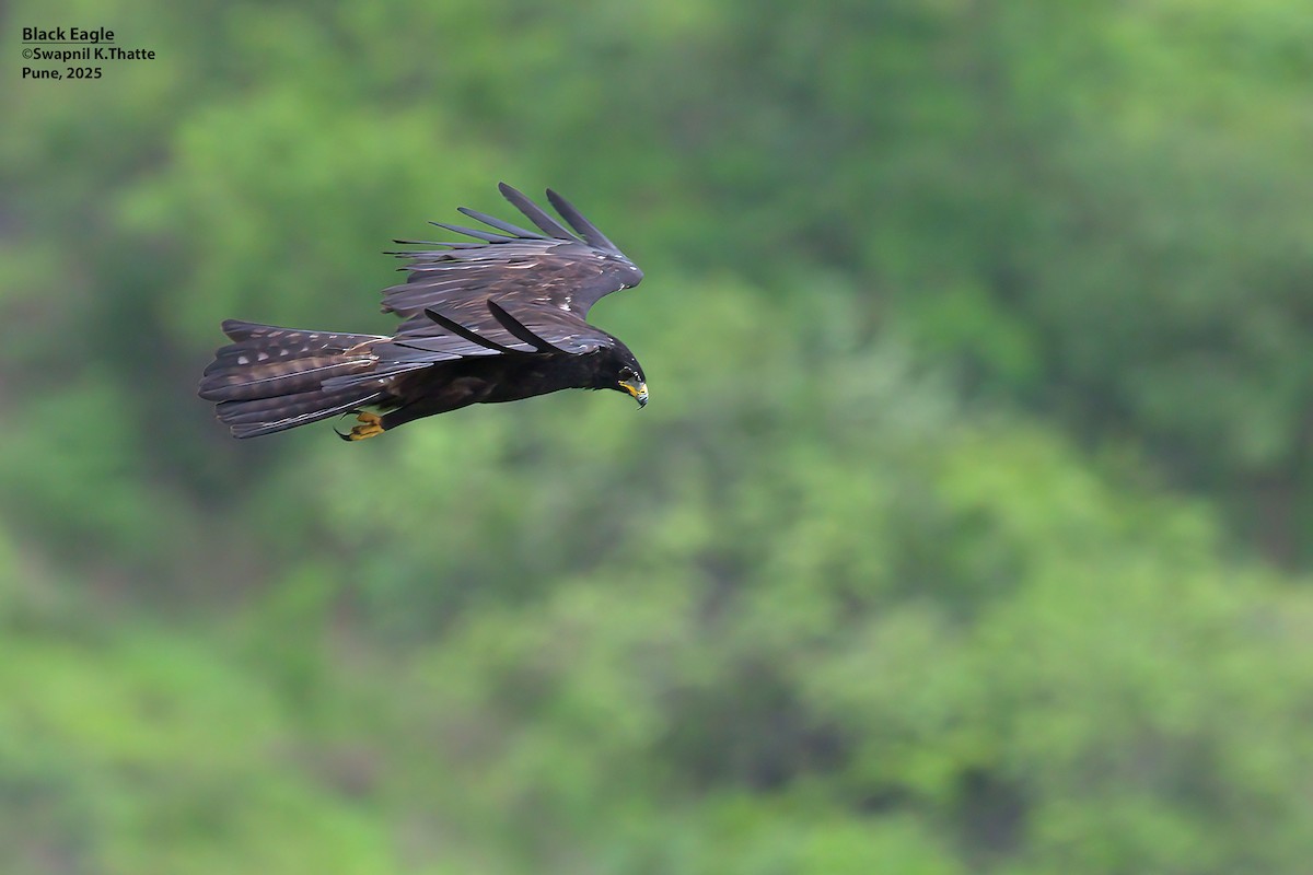 Black Eagle - ML638185147