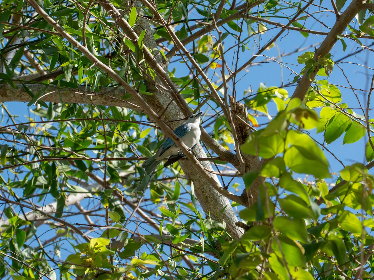 Blue-gray Tanager - ML638185174