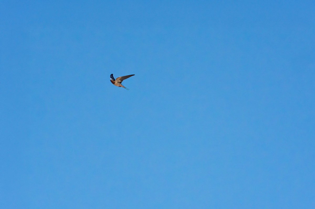 Barn Swallow - ML638185176