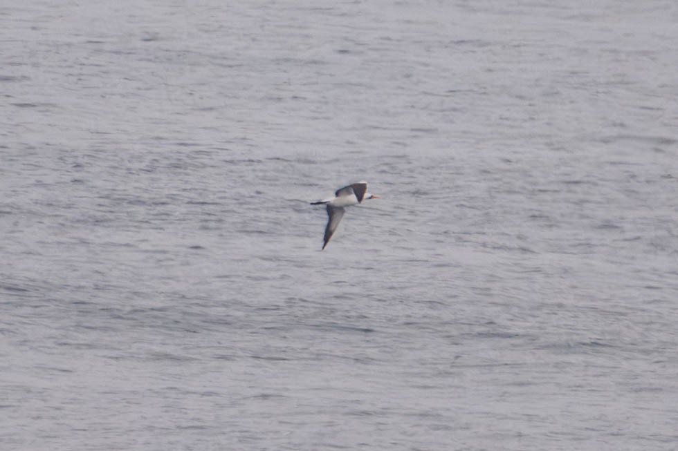 Nazca Booby - ML638185196