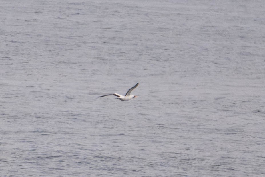 Nazca Booby - ML638185200