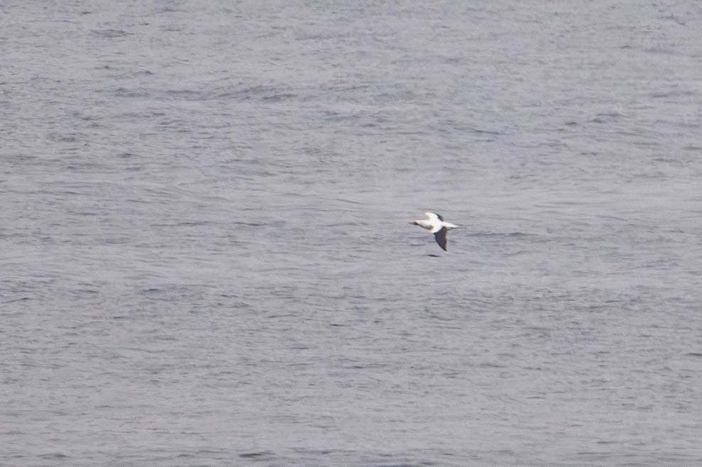 Nazca Booby - ML638185202