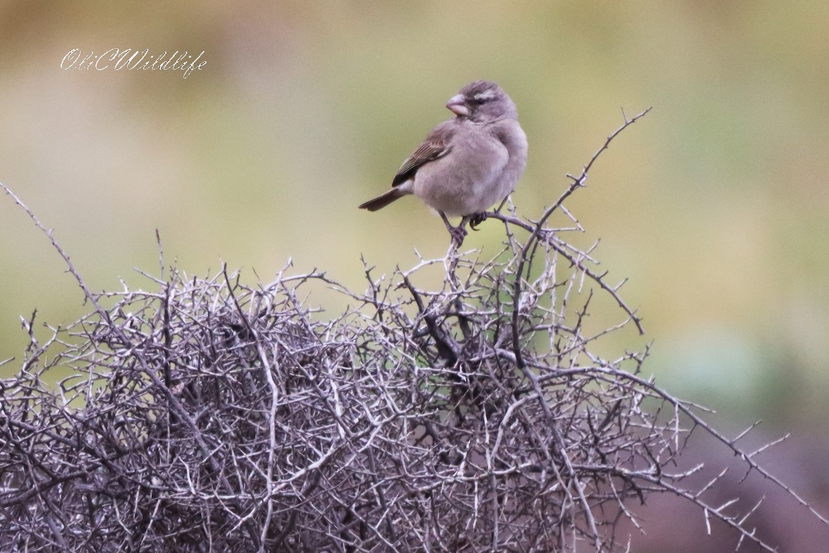 White-throated Canary - ML638185221