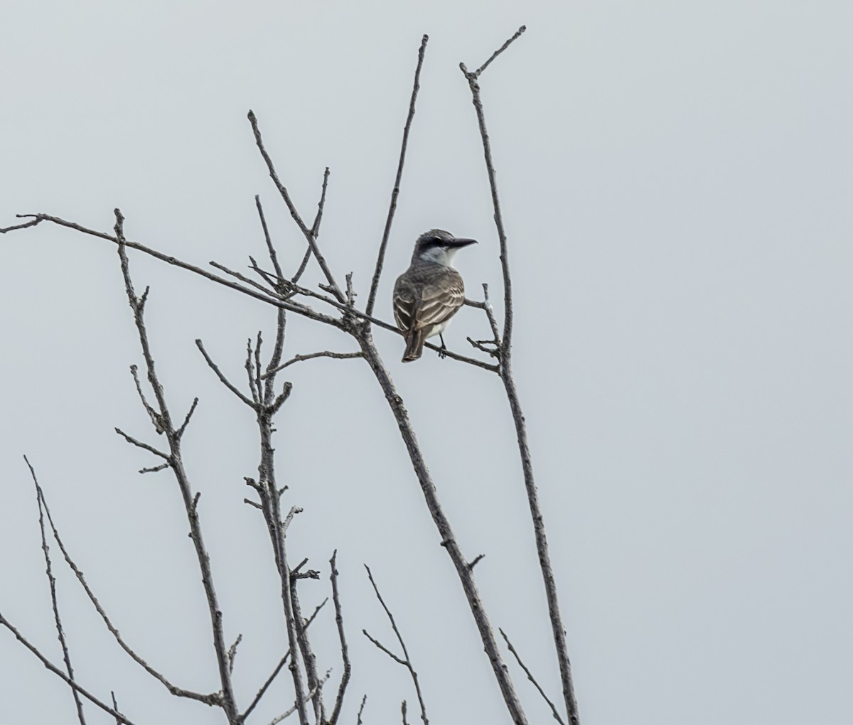 Gray Kingbird - ML638185223