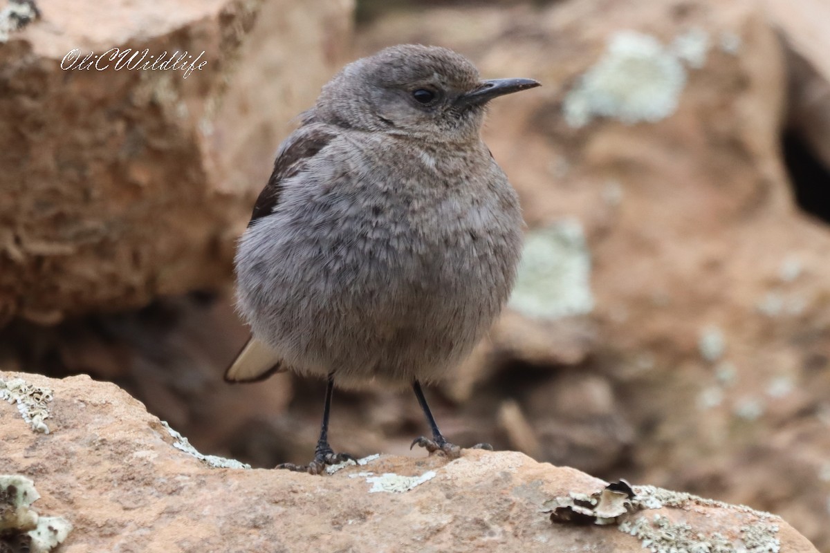 Mountain Chat - ML638185225