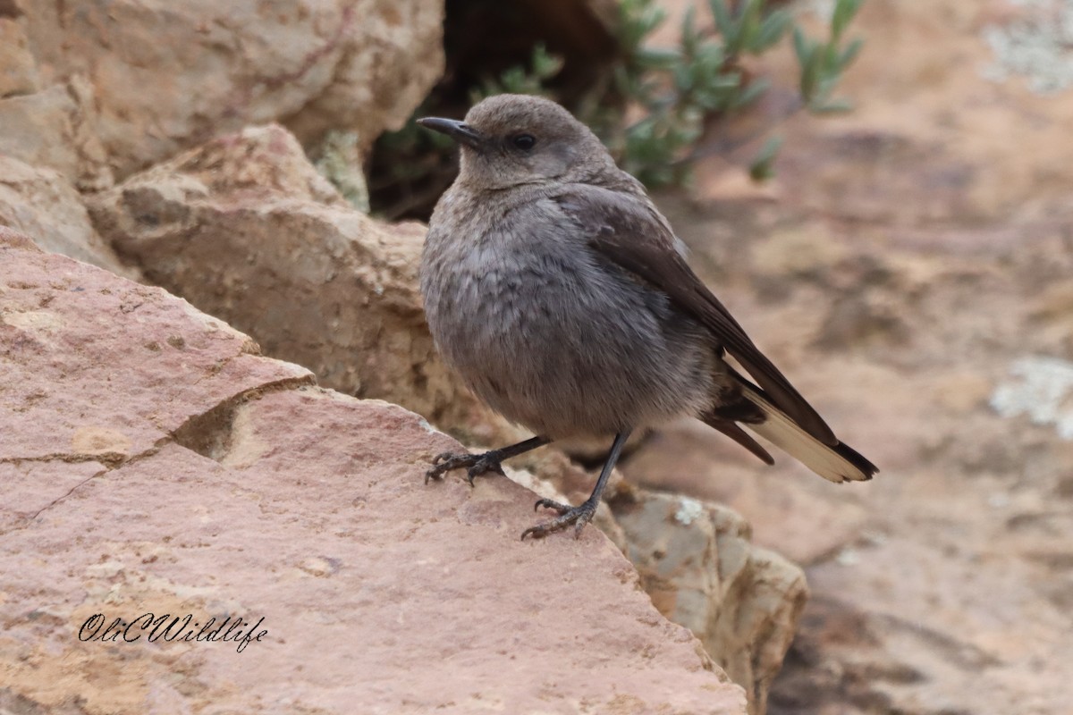 Mountain Chat - ML638185226