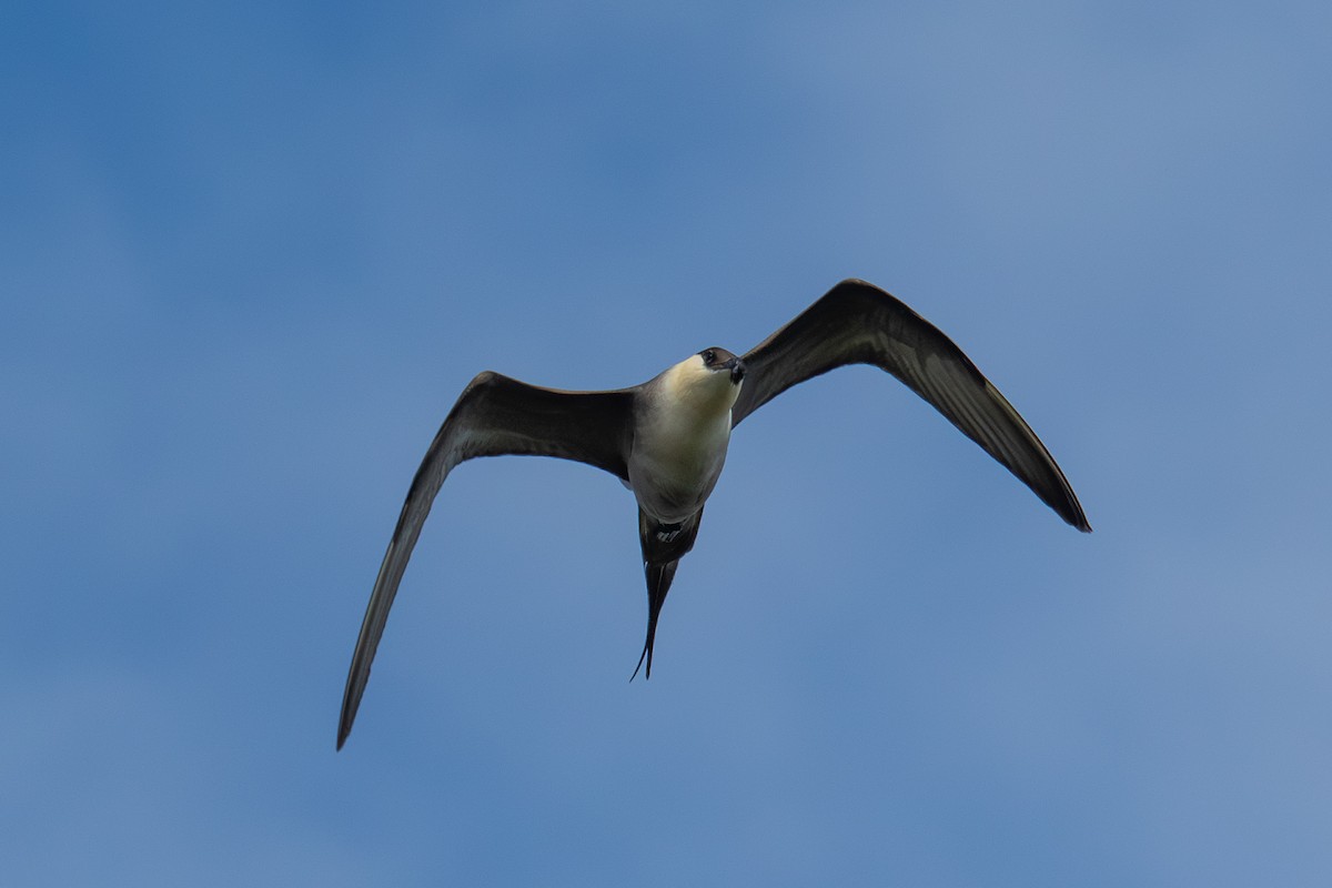 シロハラトウゾクカモメ - ML638185237