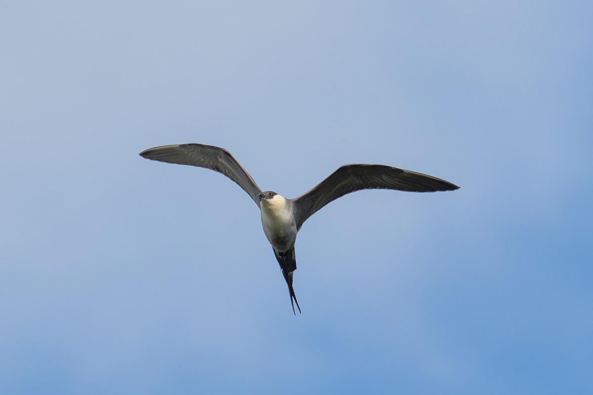 シロハラトウゾクカモメ - ML638185238