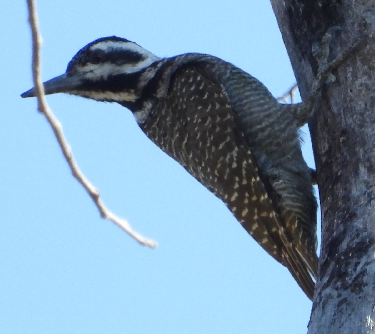 Bearded Woodpecker - ML638185240