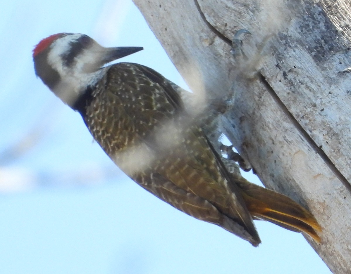 Bearded Woodpecker - ML638185241