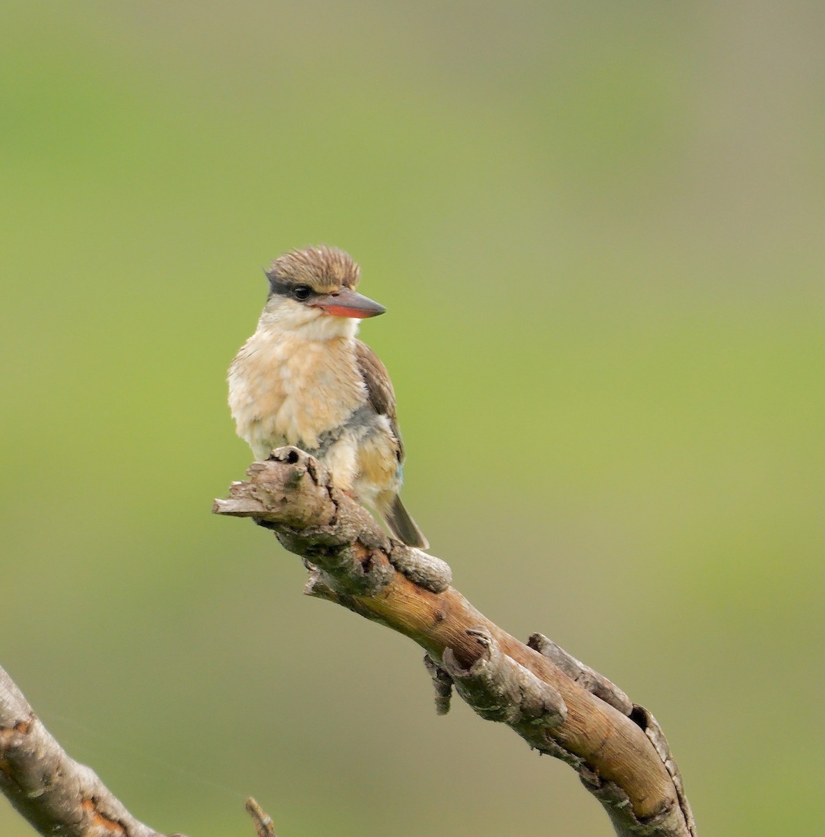 Striped Kingfisher - ML638185313