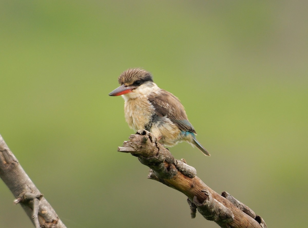 Striped Kingfisher - ML638185314