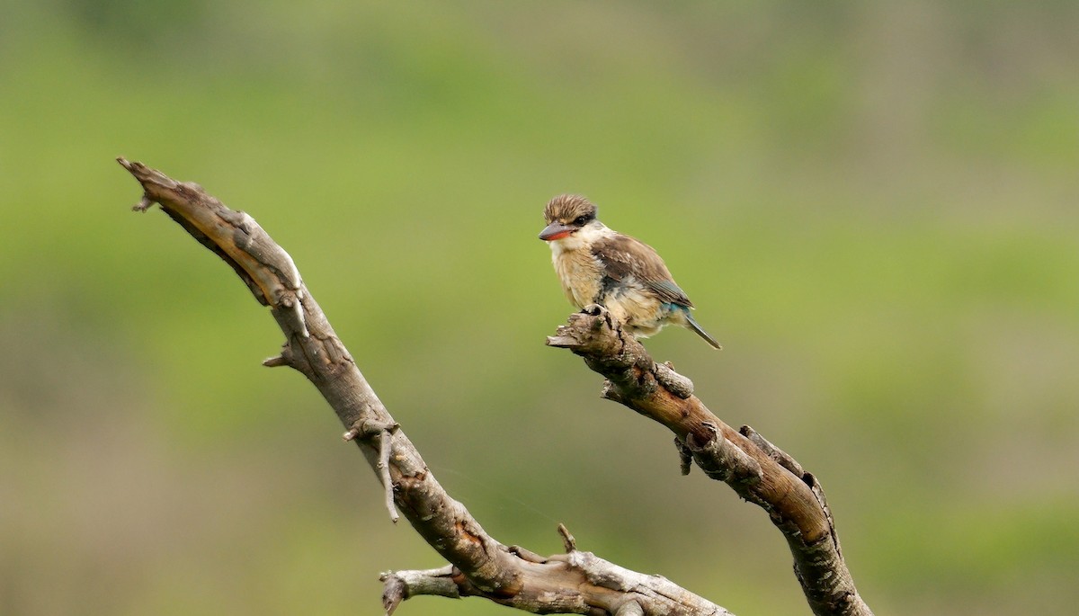 Striped Kingfisher - ML638185315