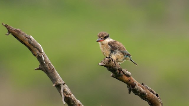 Striped Kingfisher - ML638185316