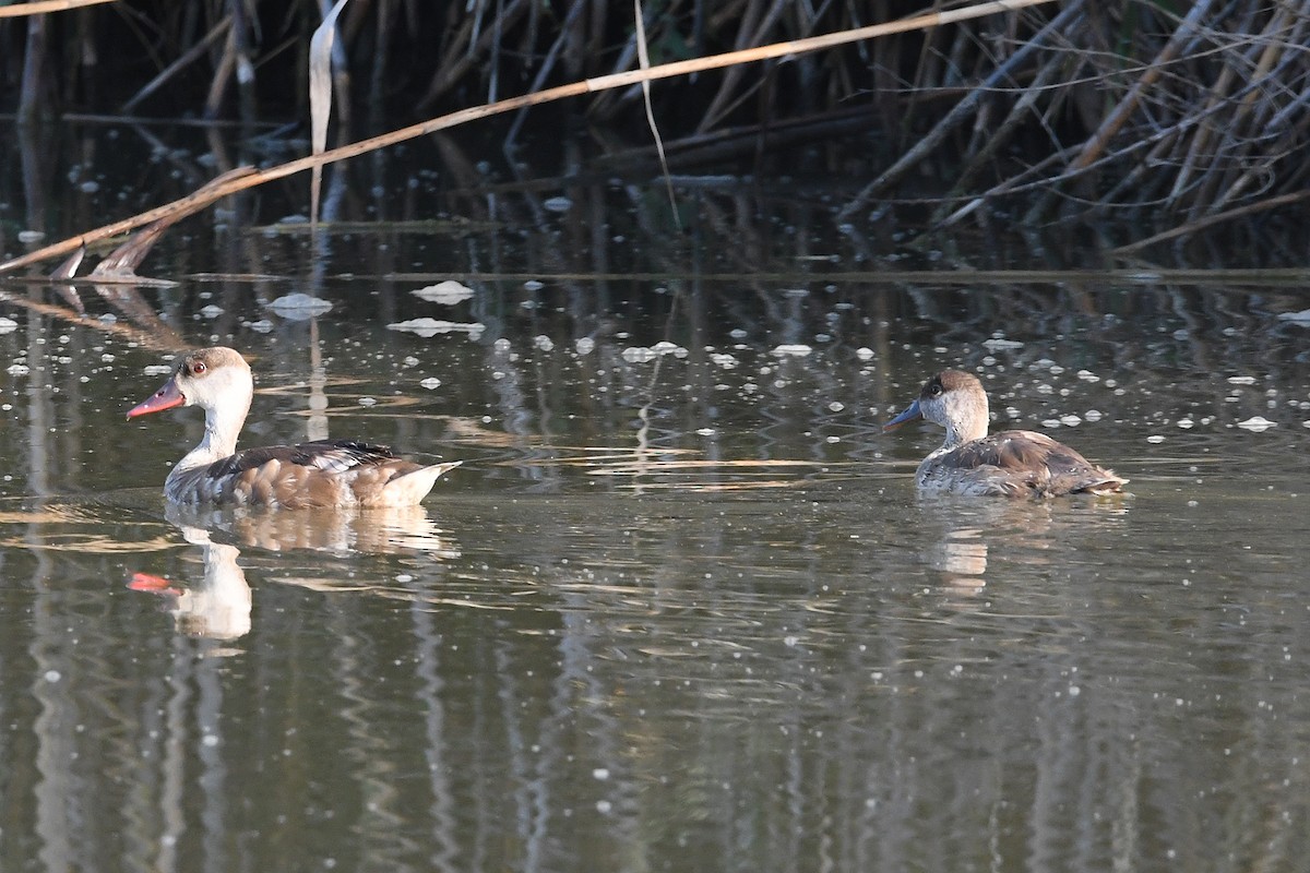 Red-crested Pochard - ML638185319