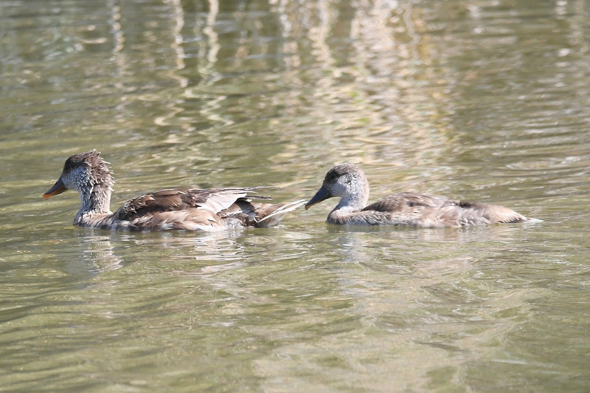 Red-crested Pochard - ML638185321