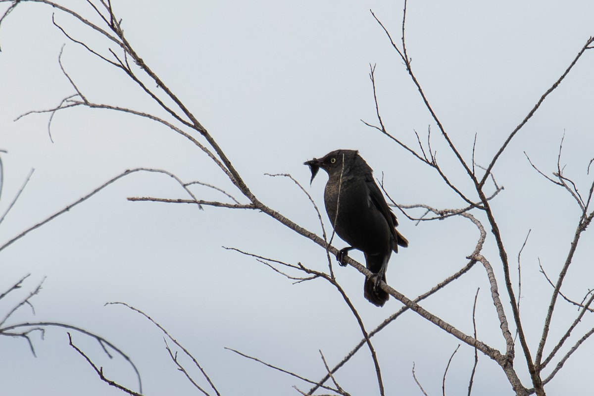 Rusty Blackbird - ML638185322