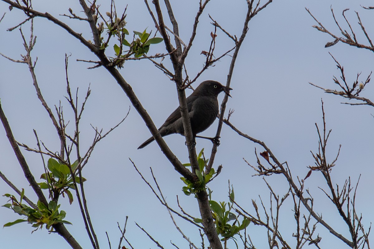 Rusty Blackbird - ML638185323