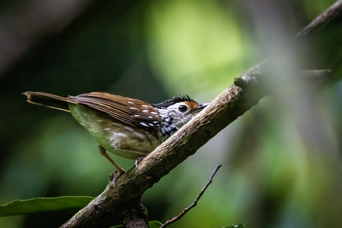 Striped Wren-Babbler - ML638185331