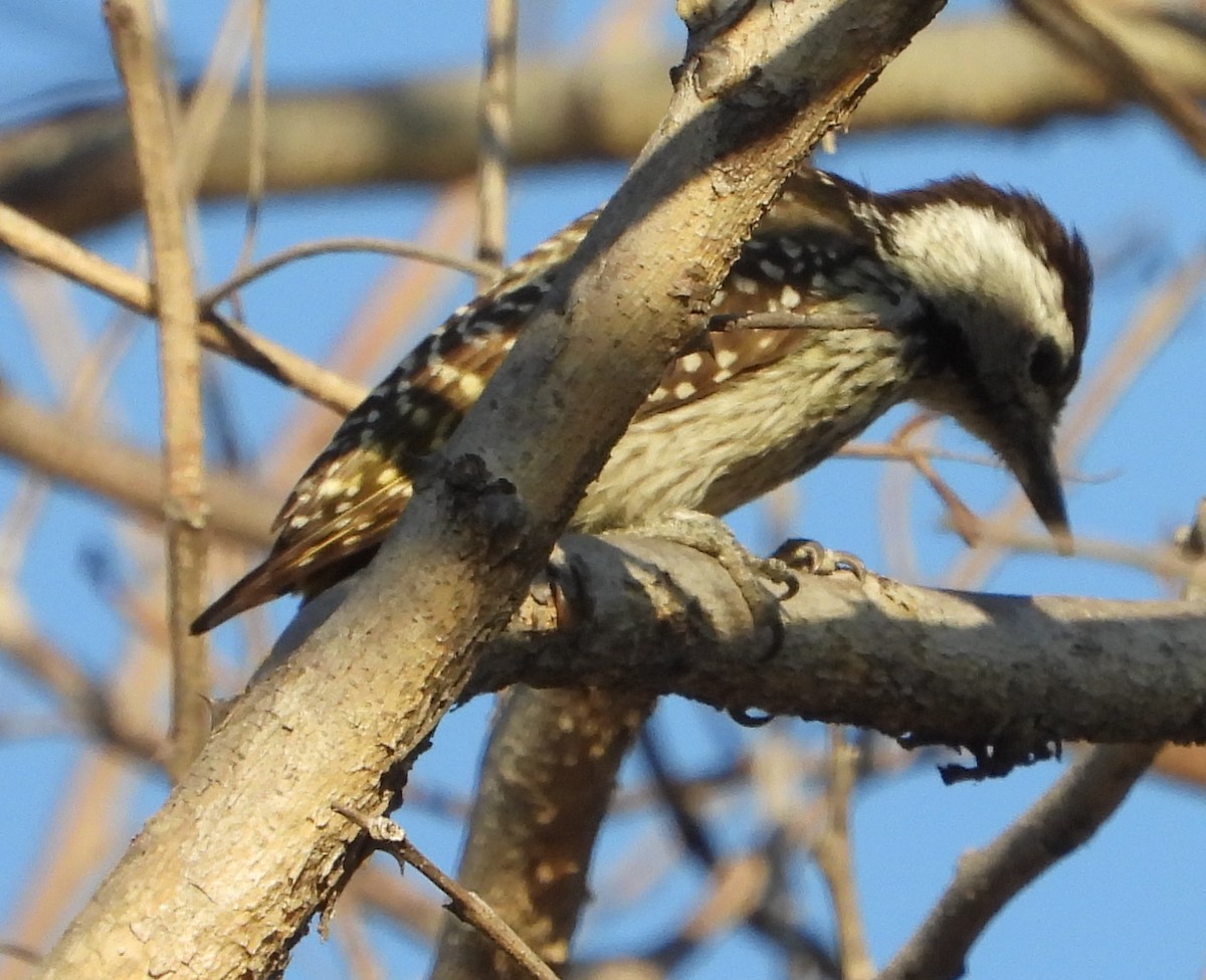Cardinal Woodpecker - ML638185362