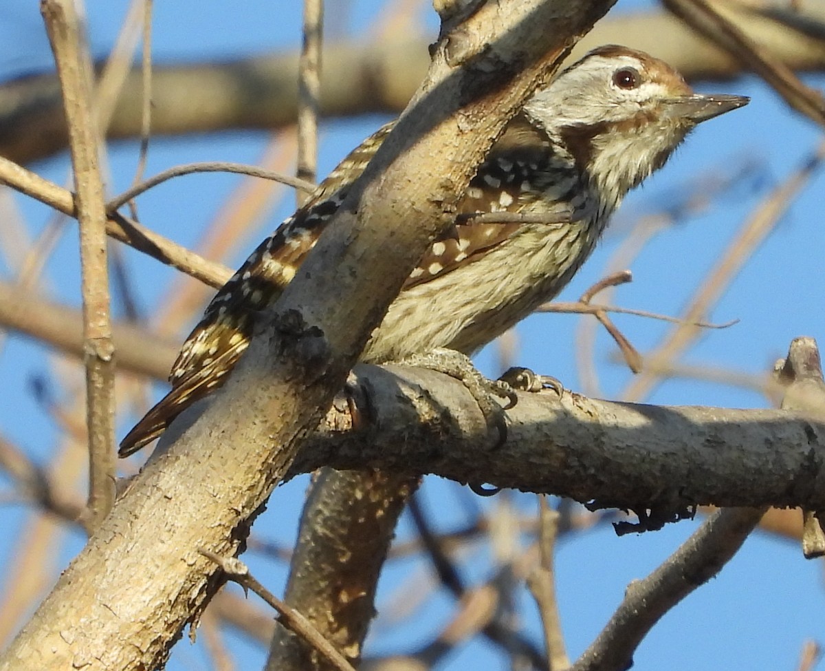 Cardinal Woodpecker - ML638185363