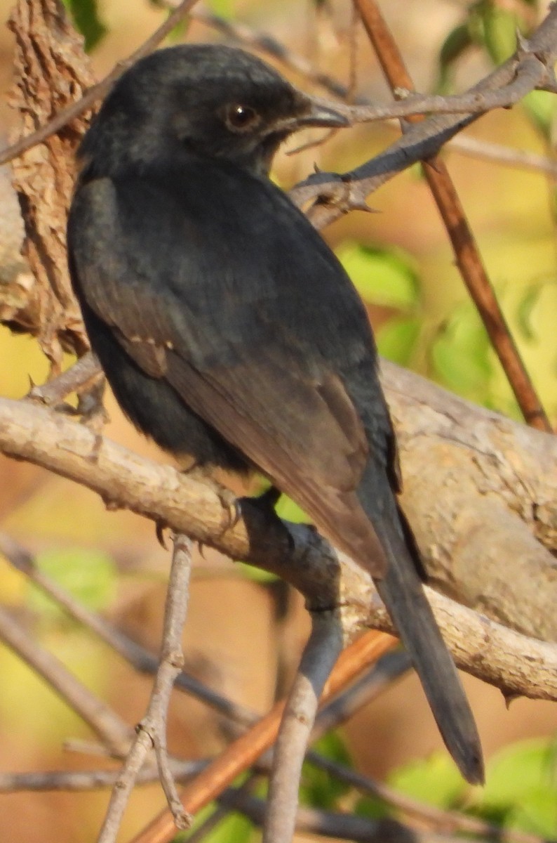 Southern Black-Flycatcher - ML638185370