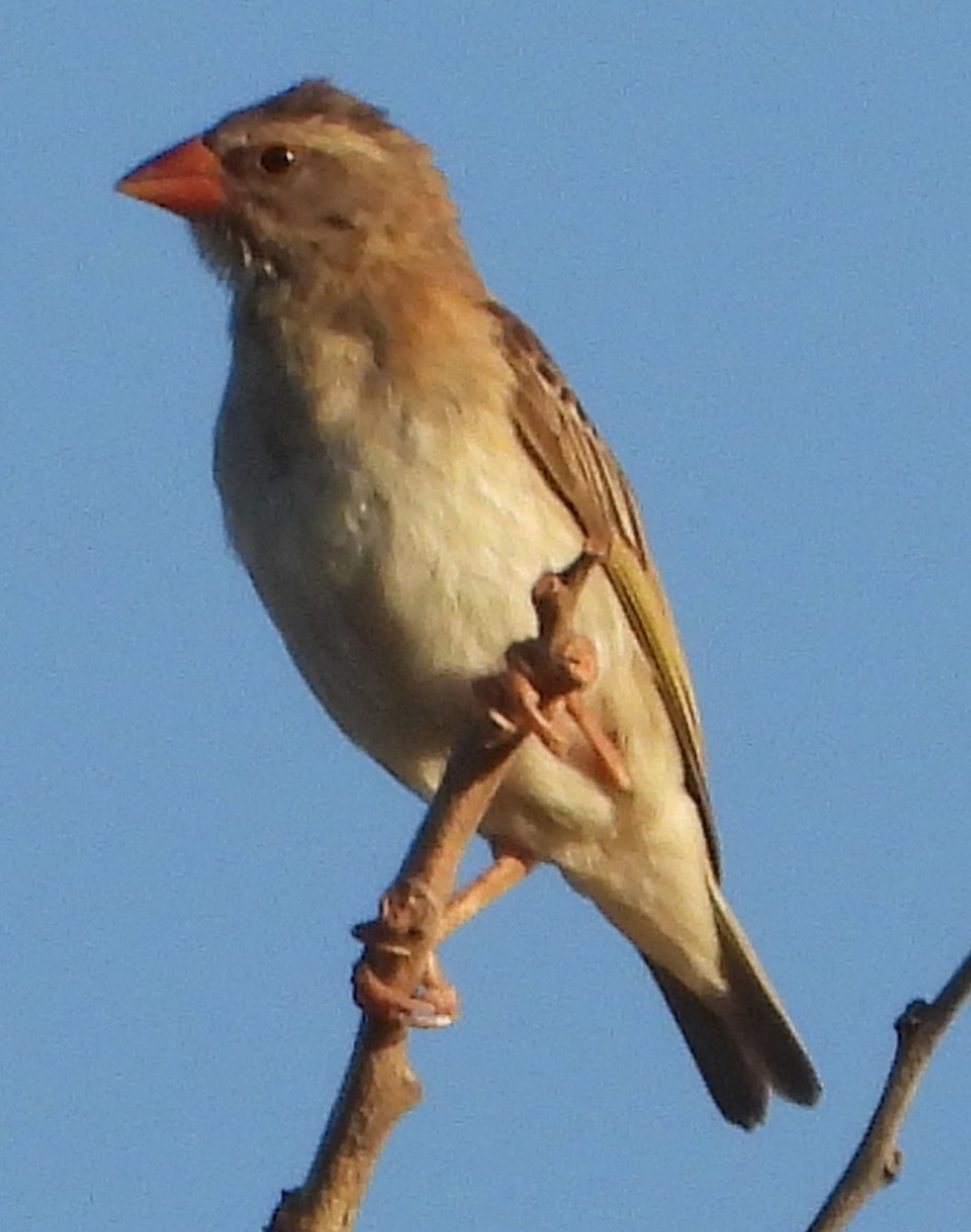 Red-billed Quelea - ML638185375