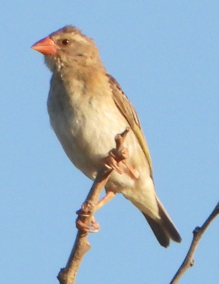Red-billed Quelea - ML638185376