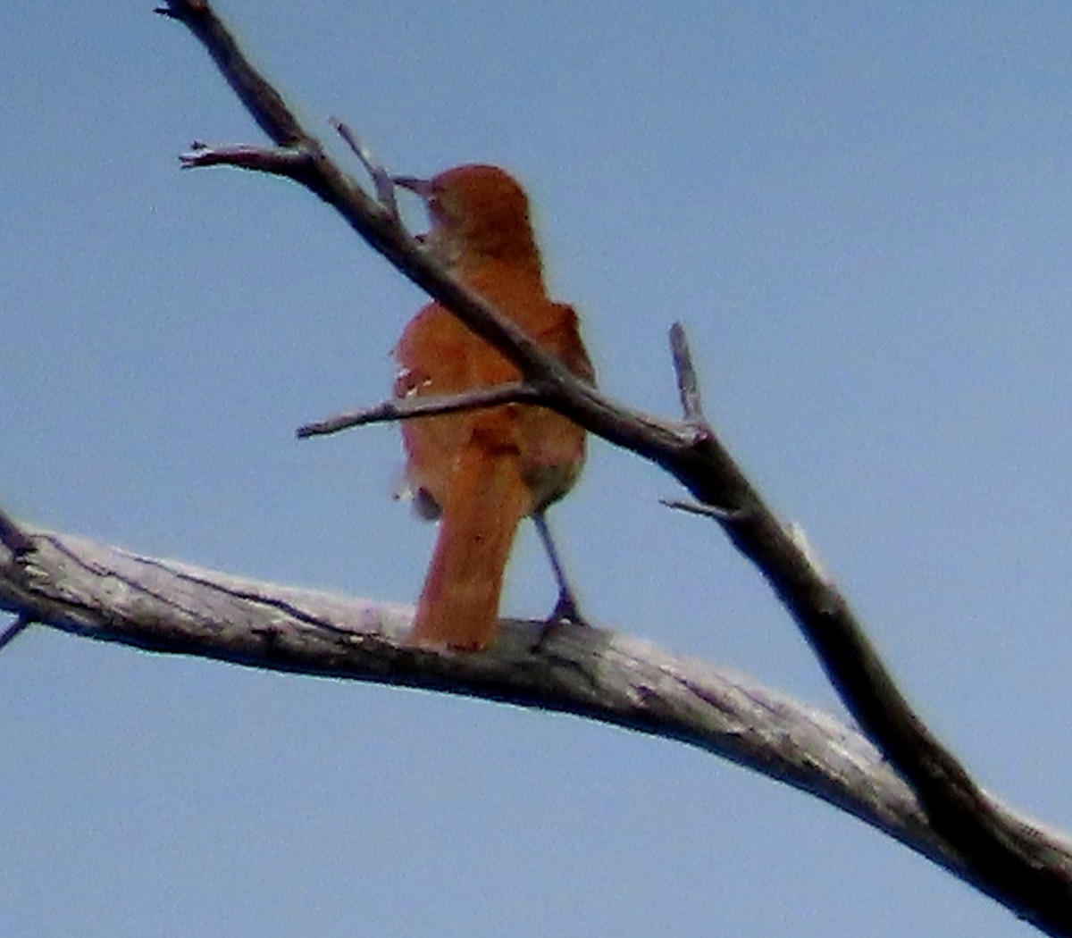דשוש חום - ML638185378