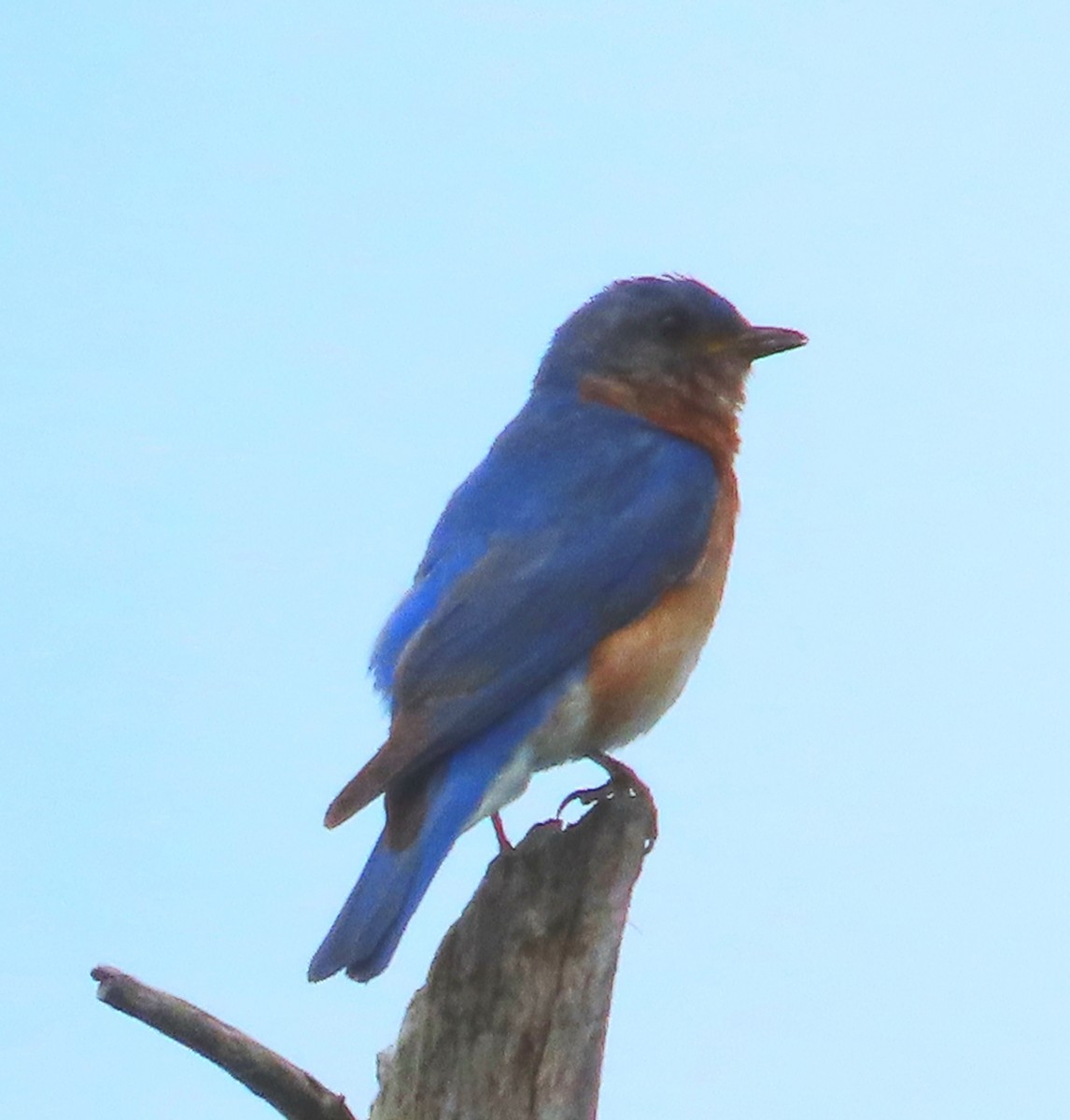 Eastern Bluebird - ML638185388