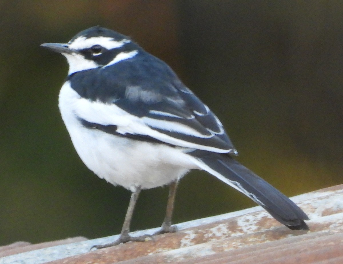 African Pied Wagtail - ML638185393