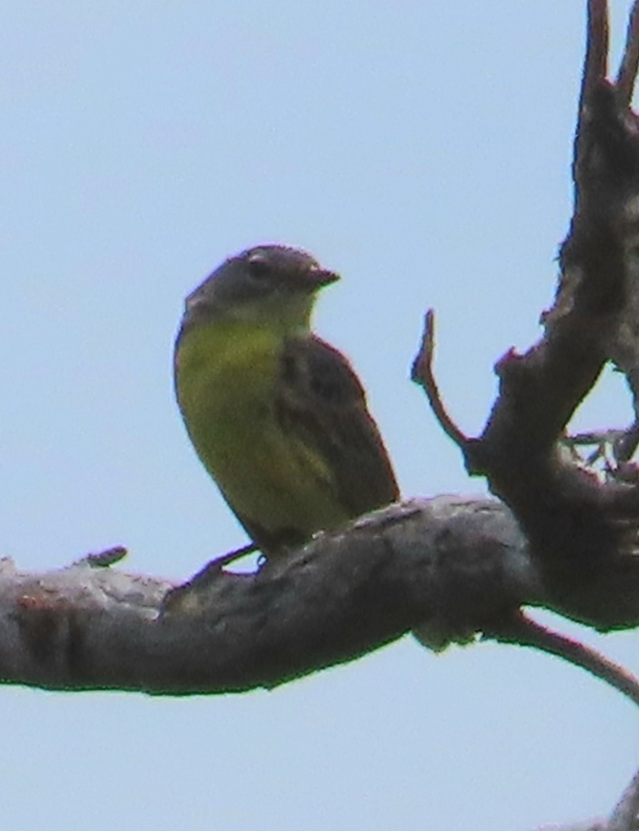 Kirtland's Warbler - ML638185409