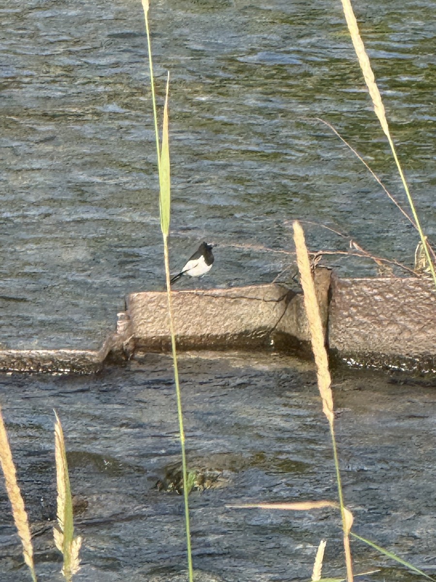 Japanese Wagtail - ML638185428