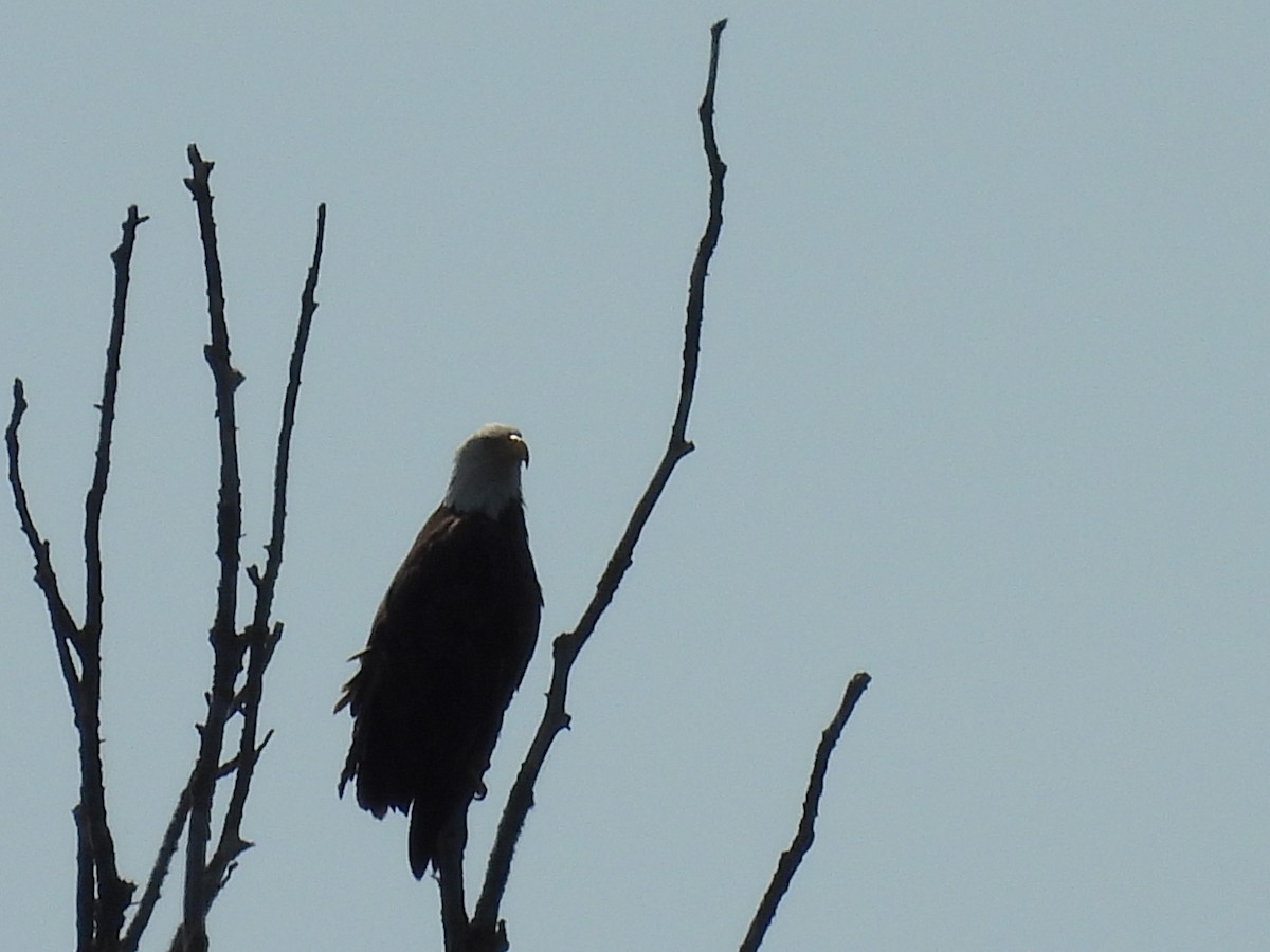 Bald Eagle - ML638185429