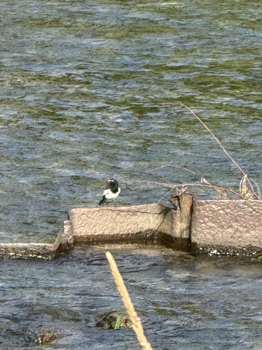 Japanese Wagtail - ML638185431