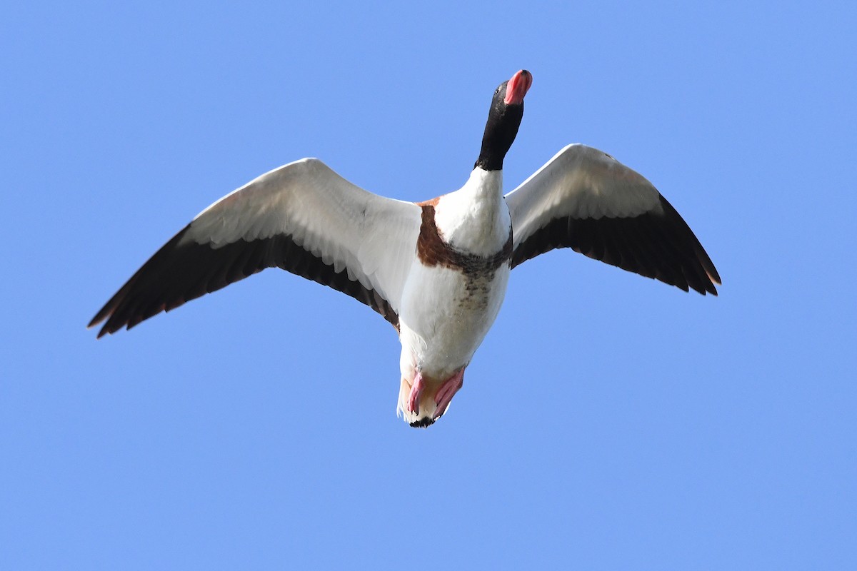 Common Shelduck - ML638185442