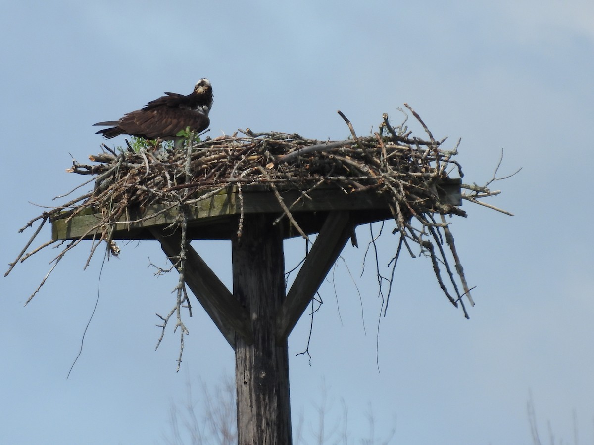 Osprey - ML638185444