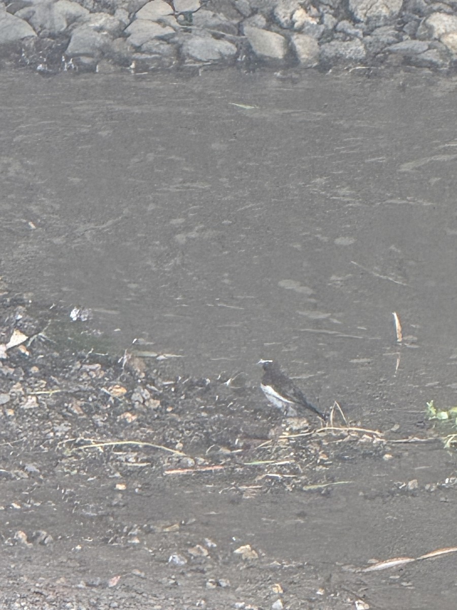 Japanese Wagtail - ML638185453
