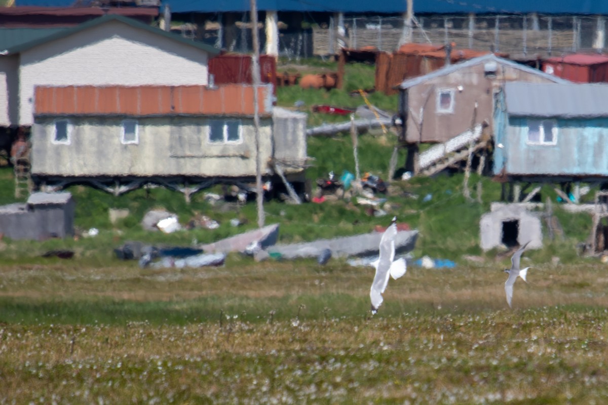 Aleutian Tern - ML638185469