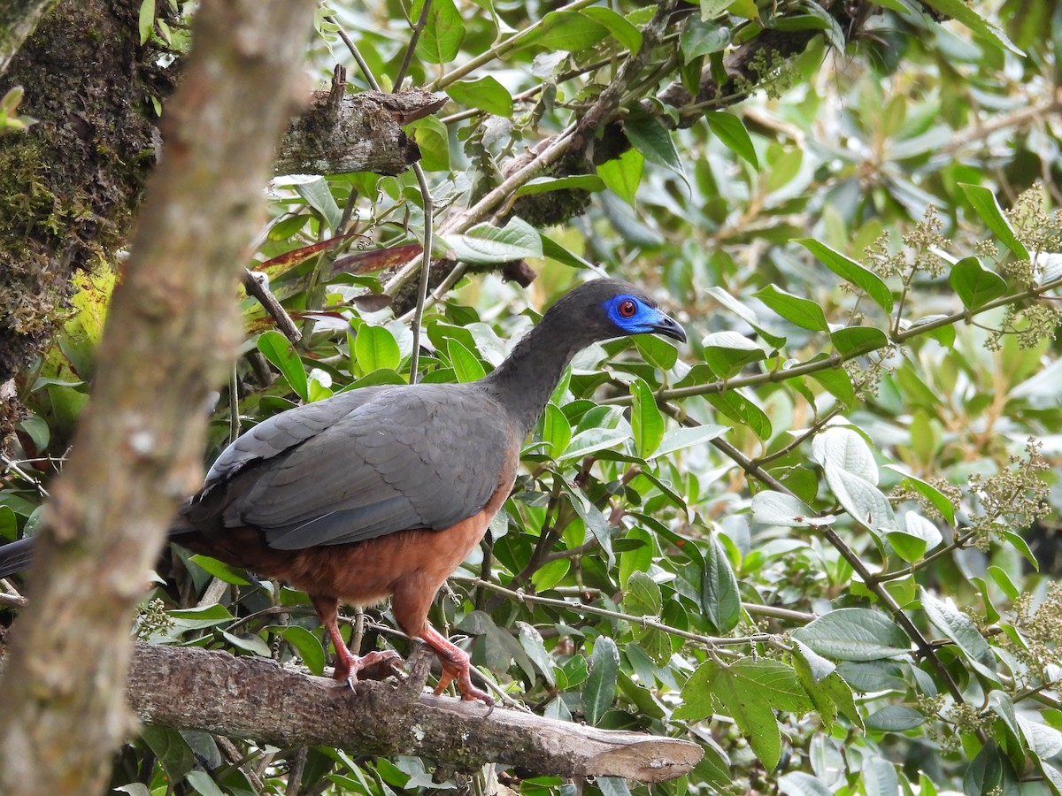Sickle-winged Guan - ML638185476
