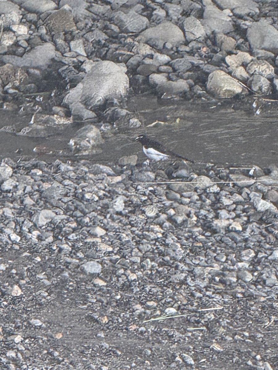 Japanese Wagtail - ML638185480