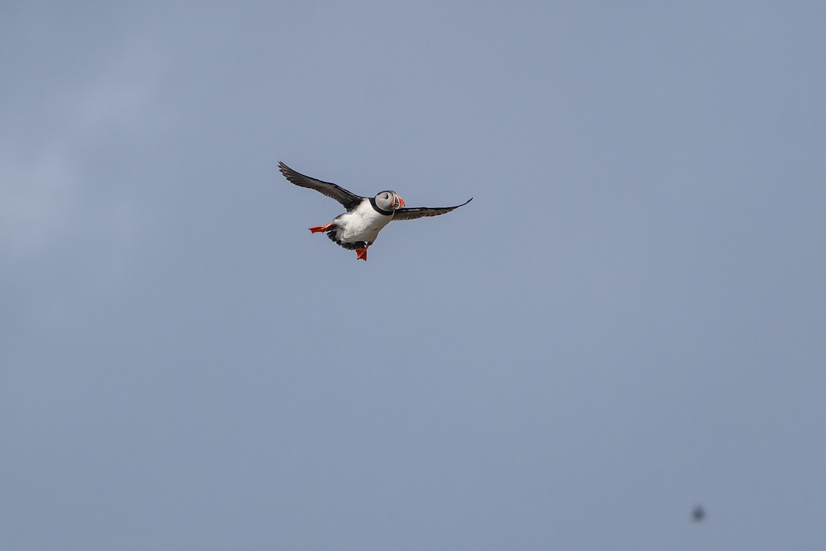 Atlantic Puffin - ML638185484