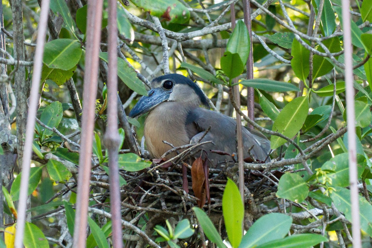 Boat-billed Heron - ML638185487