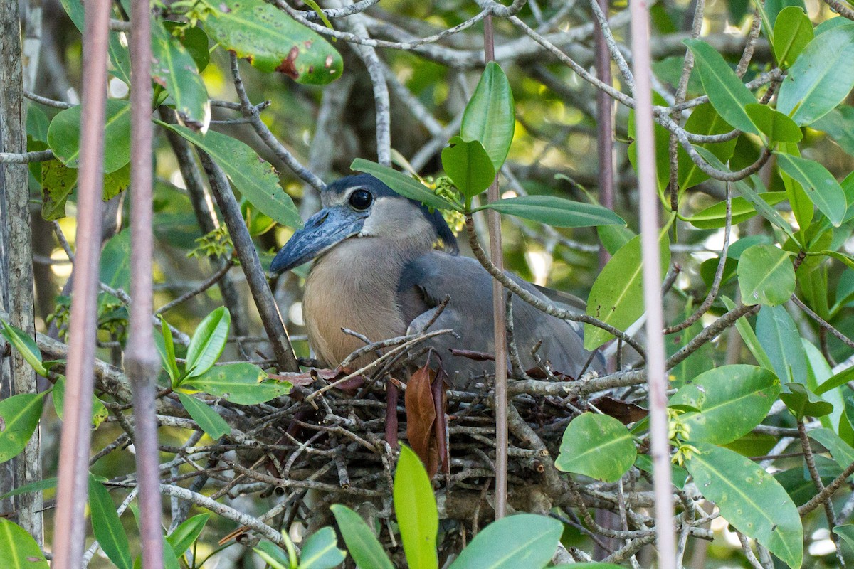 Boat-billed Heron - ML638185488