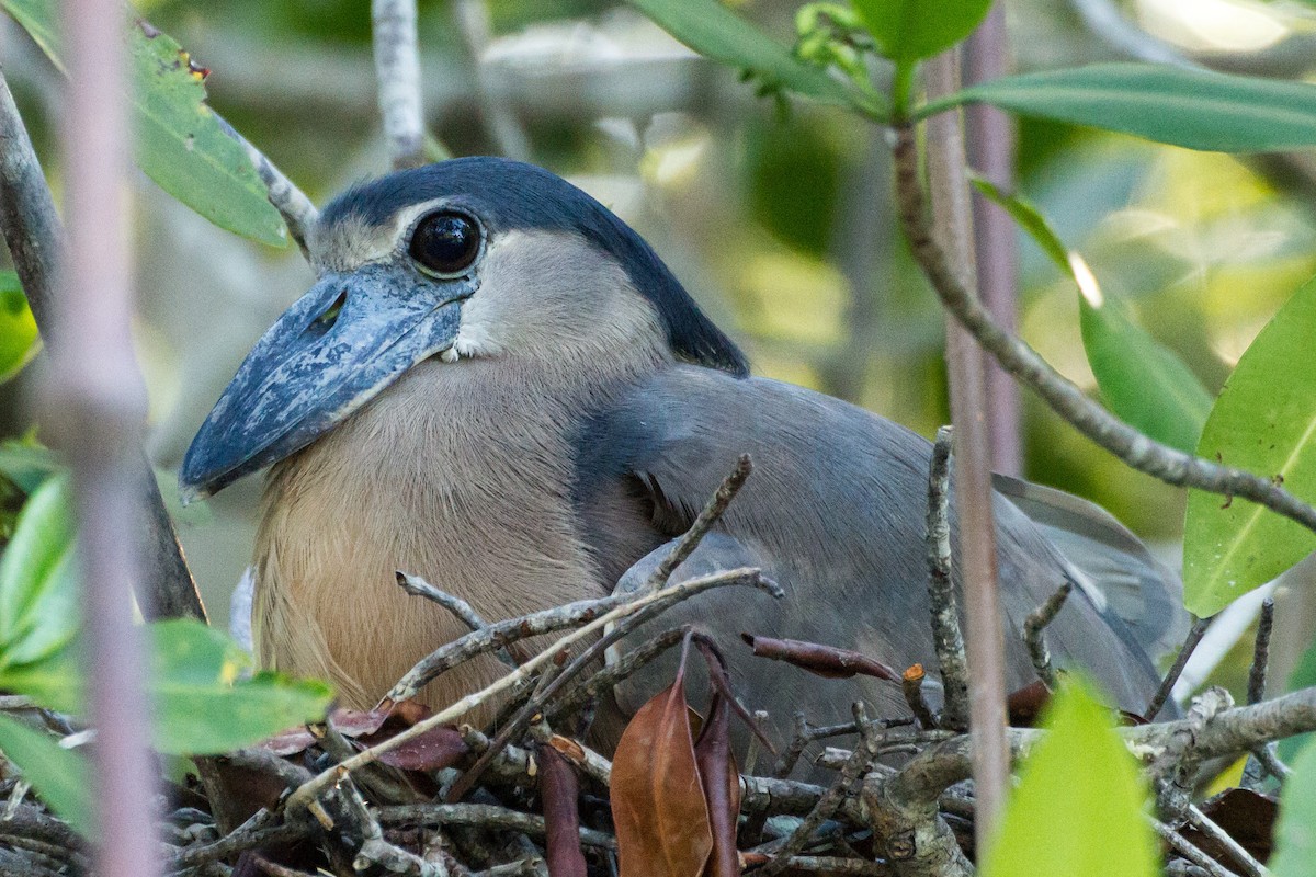 Boat-billed Heron - ML638185490