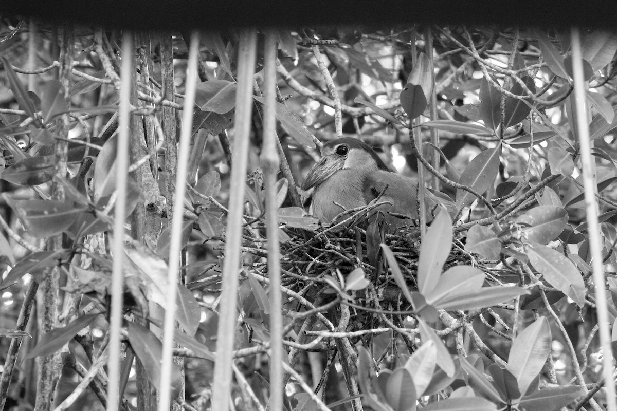 Boat-billed Heron - ML638185492