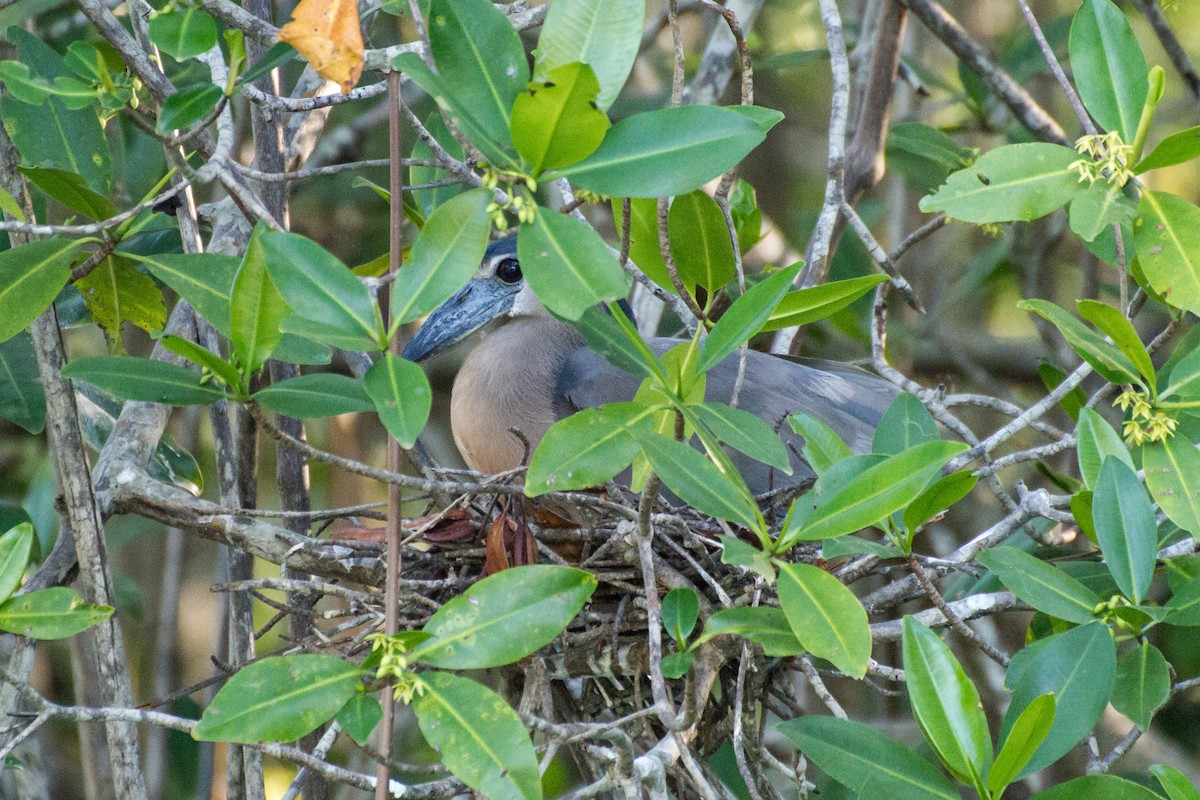 Boat-billed Heron - ML638185493